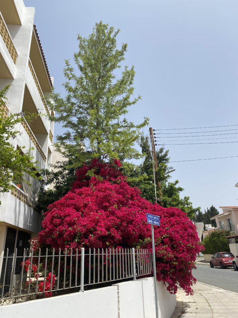 flores universal paphos