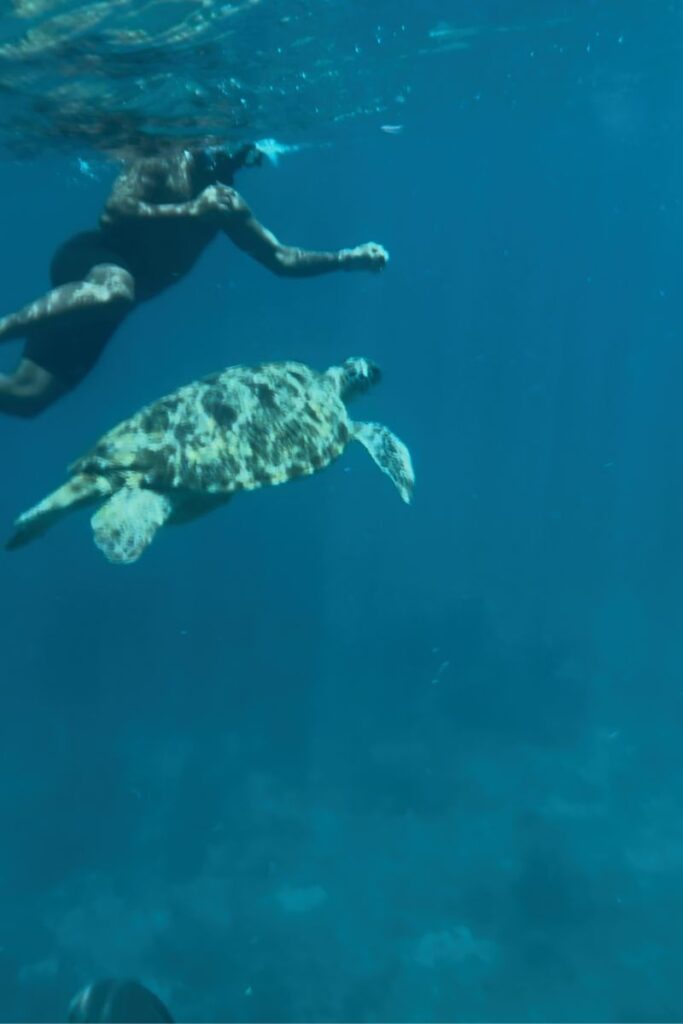 Tartaruga em Similand Islands